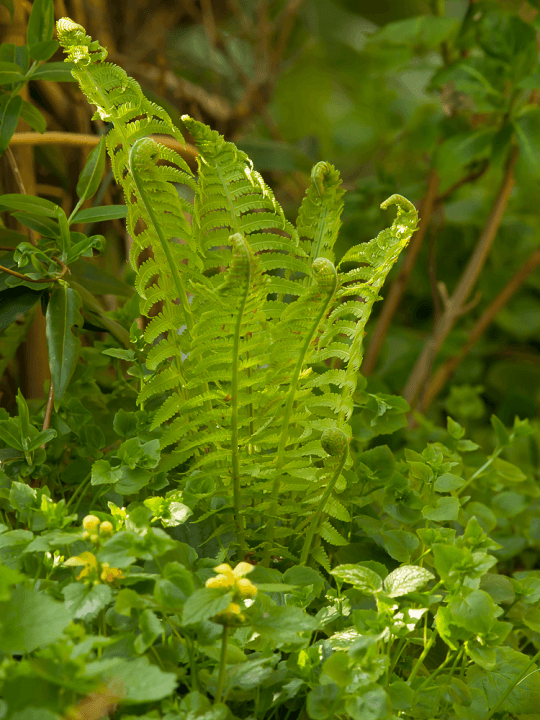 Matteucia struthiopteris